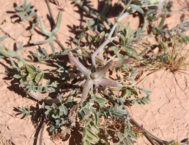 Astragalus schimperi fruits