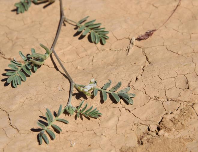 Astragalus schimperi flower