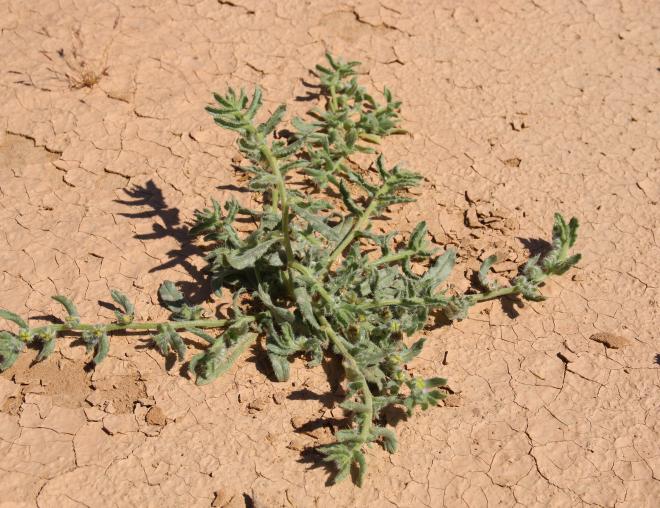 Whole plant