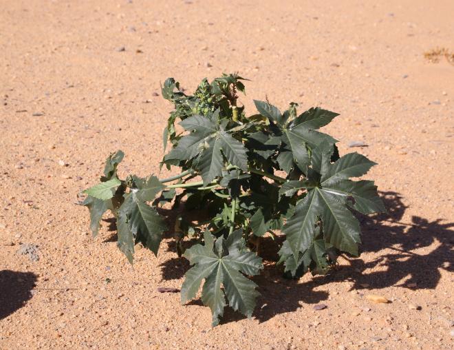 Whole plant