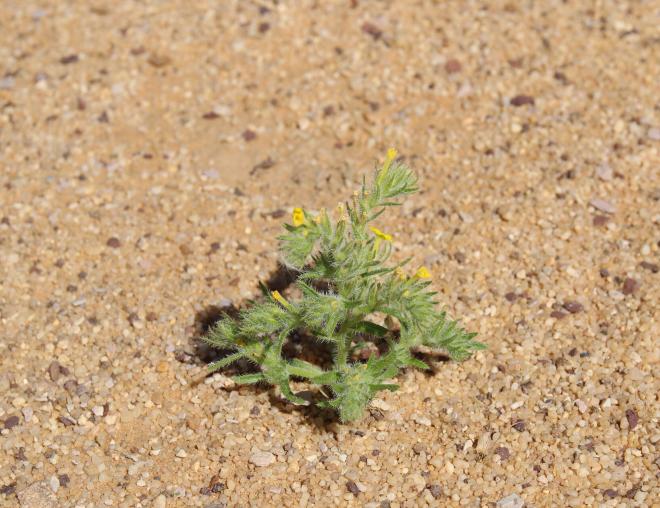 Whole plant