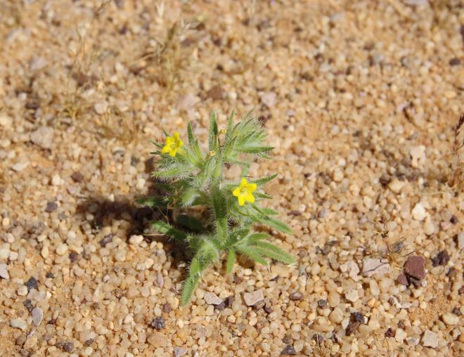 Arnebia hispidissima flower