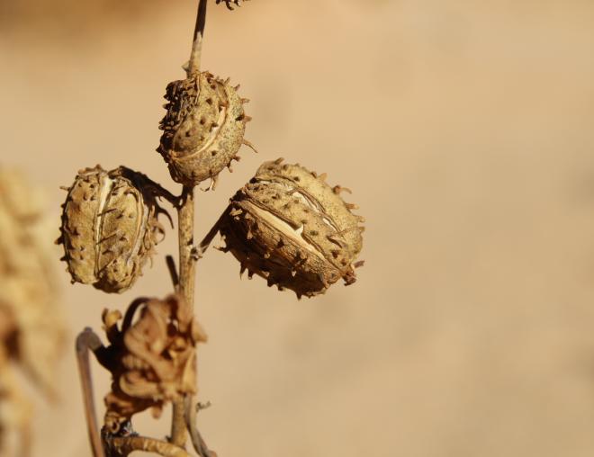Ricinus communis fruits