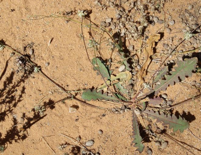 Whole plant