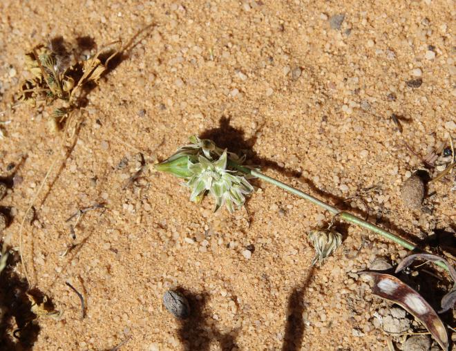 Launaea capitata flowers