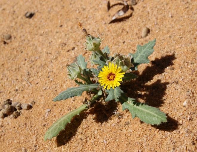 Whole plant