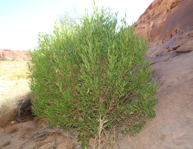 Whole plant