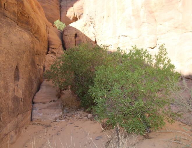 Whole plant