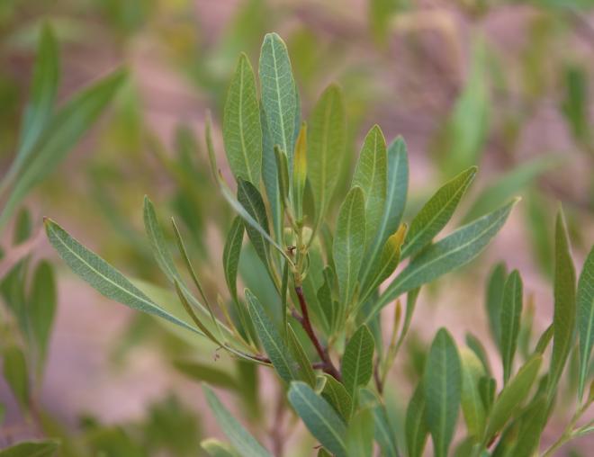Dodonaea viscosa leaves