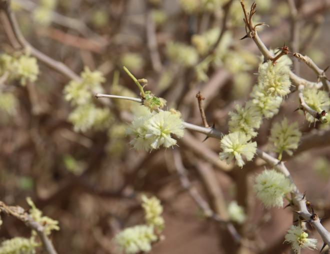 Senegalia hamulosa flowers