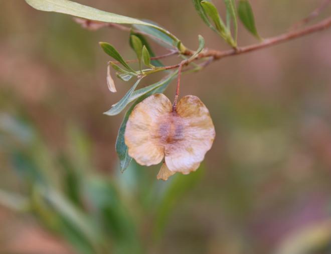 Dodonaea viscosa fruit