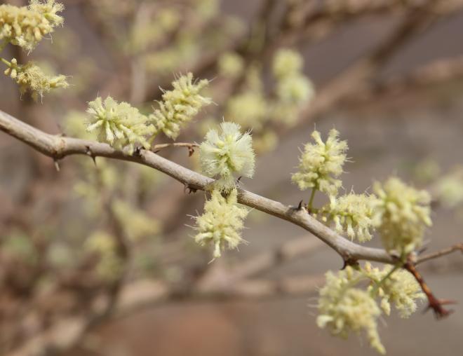 Senegalia hamulosa flowers