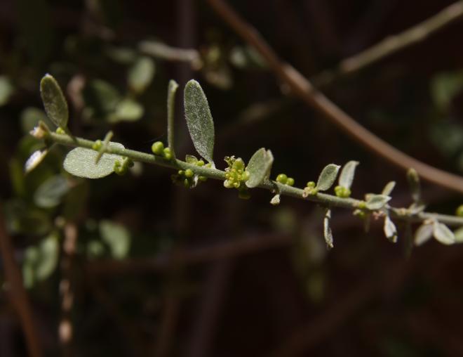 Cebatha pendula flower