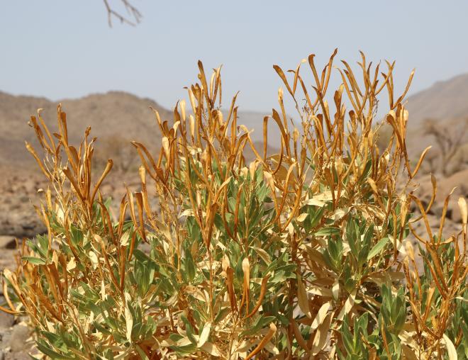 Rhazya stricta fruits