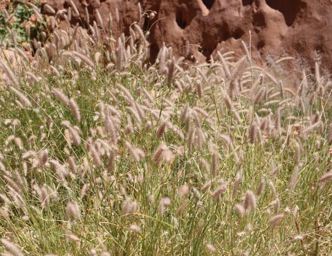Whole plant
