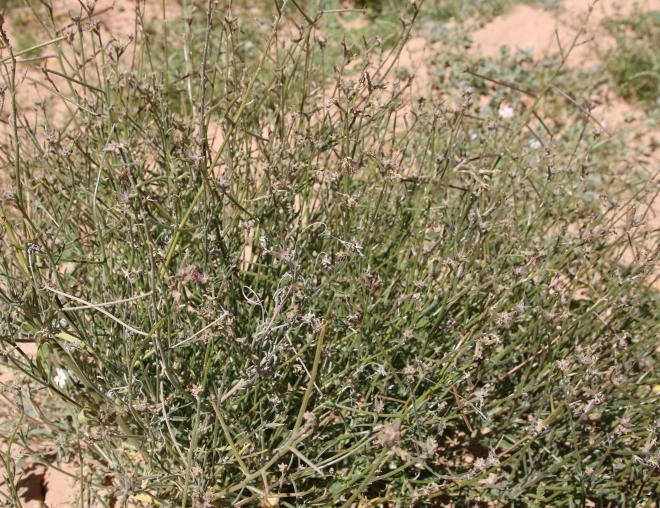 Whole plant