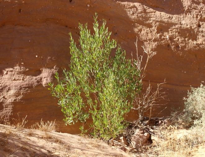 Whole plant