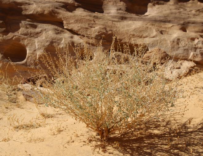Whole plant