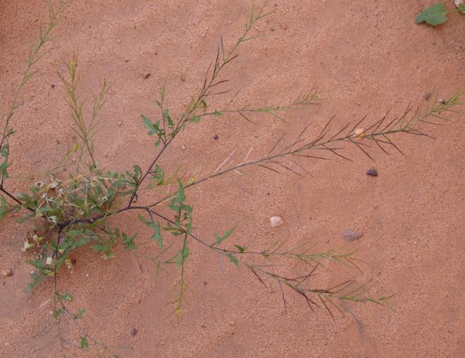 Whole plant