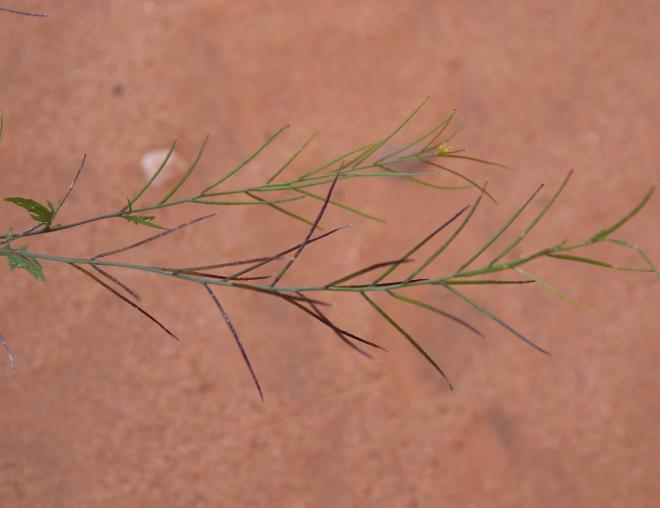 Sisymbrium erysimoides fruits