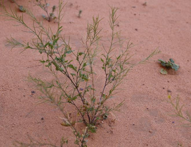 Whole plant