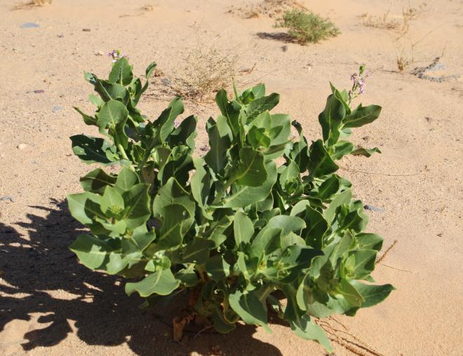 Whole plant