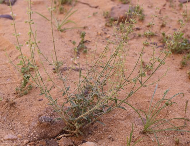 Whole plant