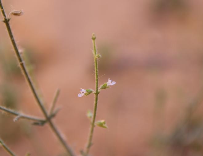 Salvia aegyptiaca flowers