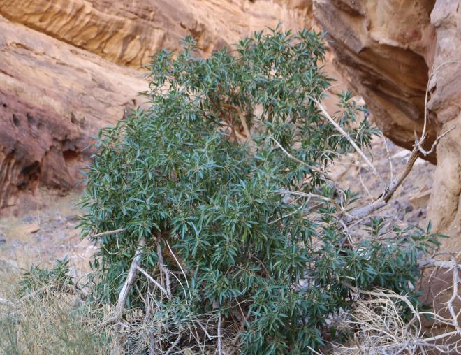 Whole plant