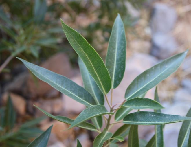 Ficus salicifolia leaves