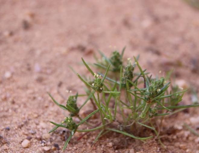 Whole plant