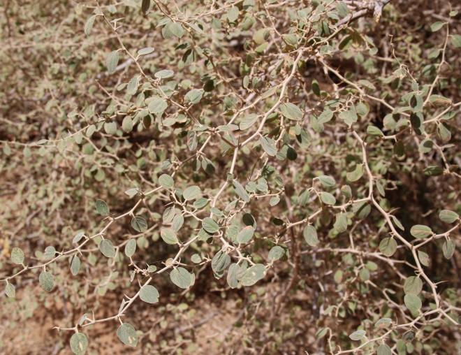 Ziziphus nummularia leaves