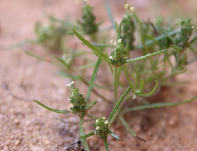 Plantago maris-mortui flowers