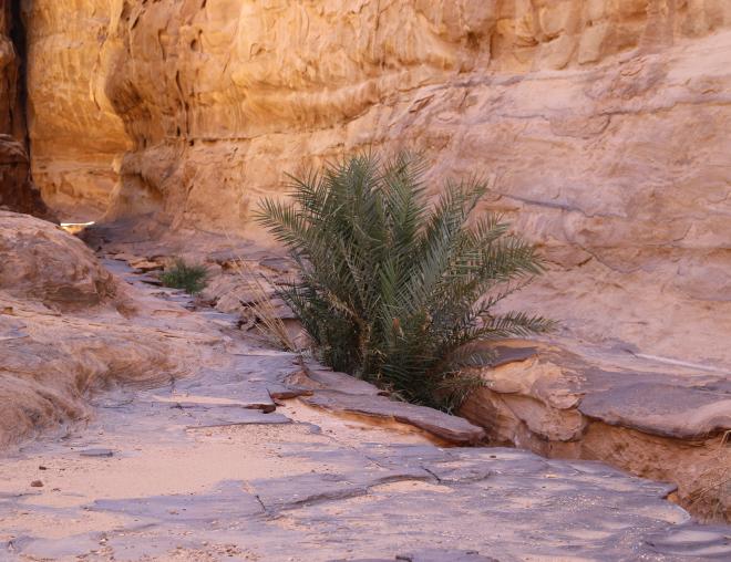 Whole plant