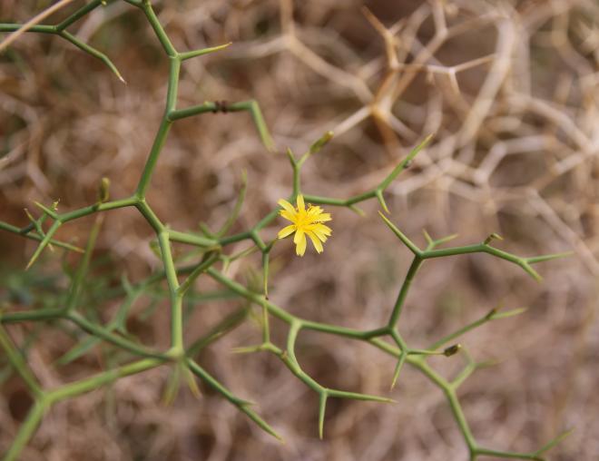 Launaea spinosa flower