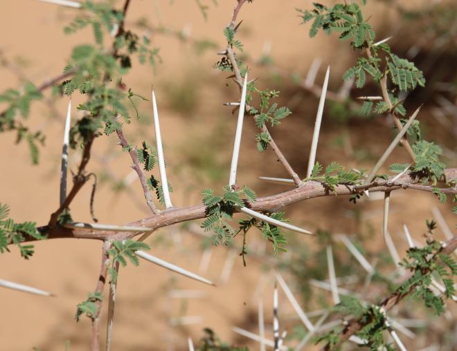 Vachellia gerrardi leaves