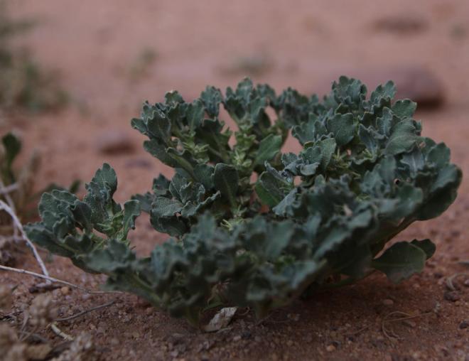 Whole plant