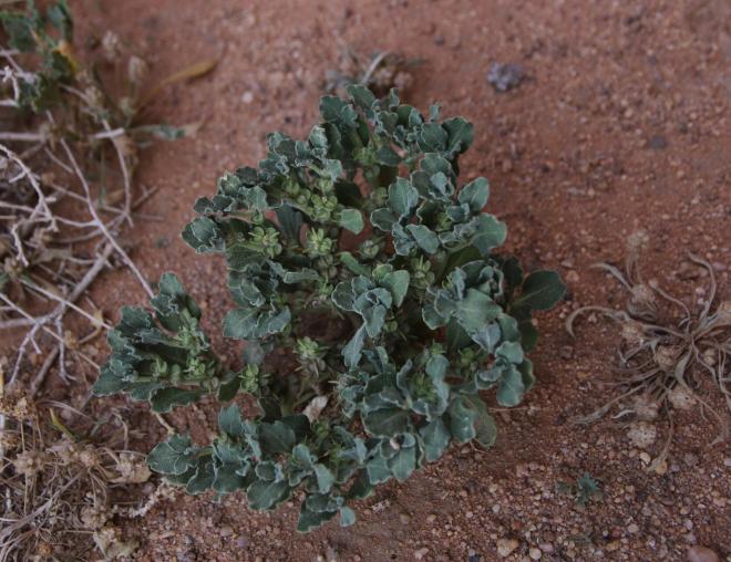 Whole plant