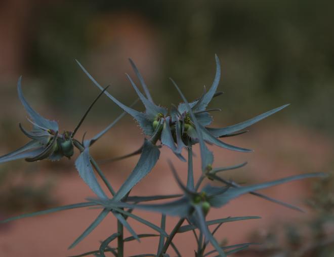Euphorbia retusa leaves