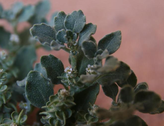 Leaves, flowers and fruits of Anastatica hierochuntica