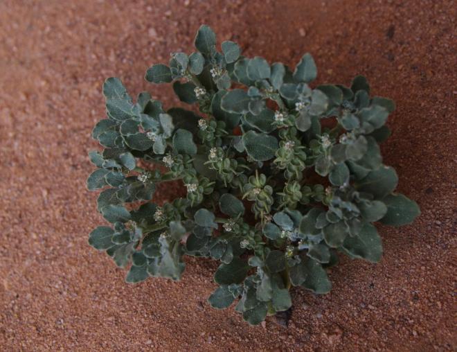 Whole plant