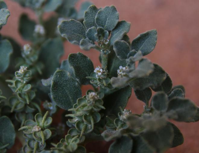 Leaves, flowers and fruits of Anastatica hierochuntica