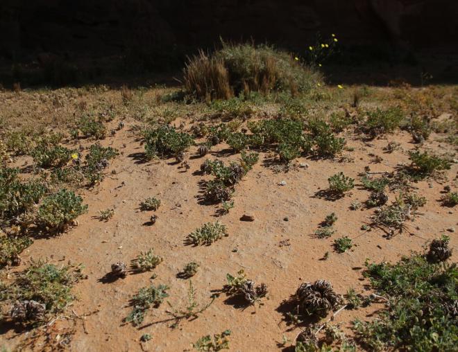 Anastatica hierochuntica and its surroundings