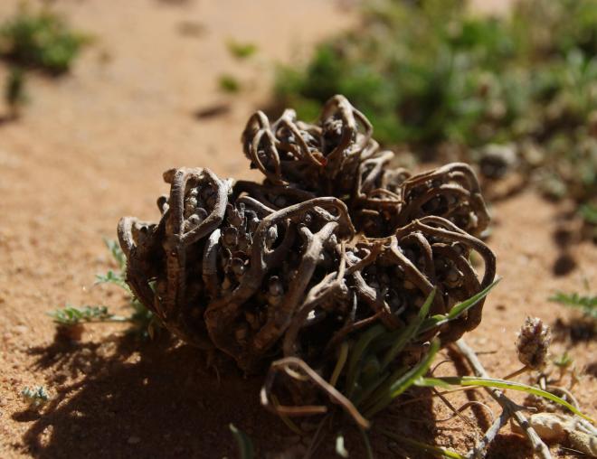 Dried Anastatica hierochuntica
