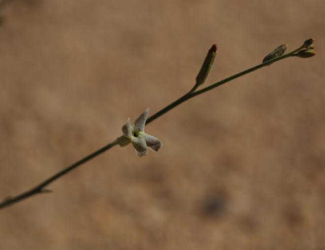 Farsetia aegyptia flower