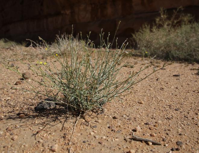 Whole plant