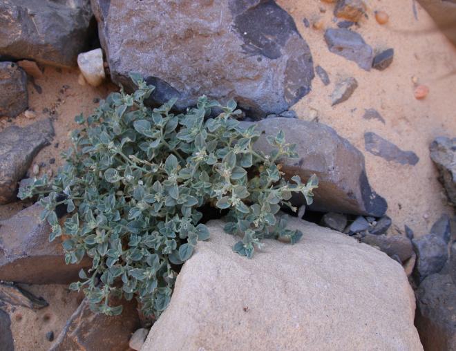 Whole plant