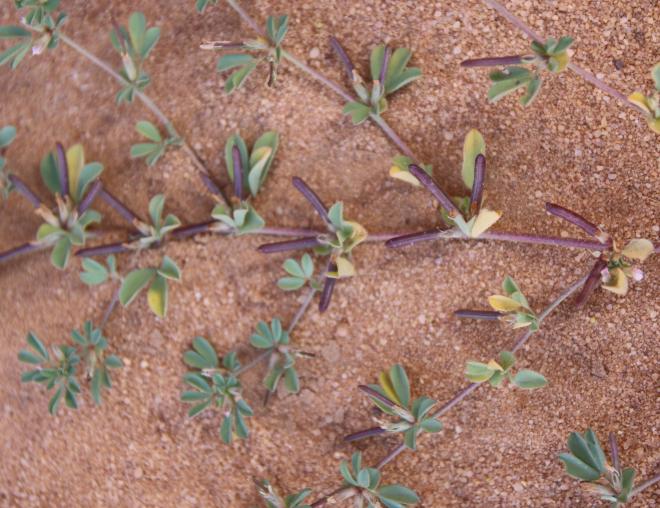 Lotus glinoides fruits