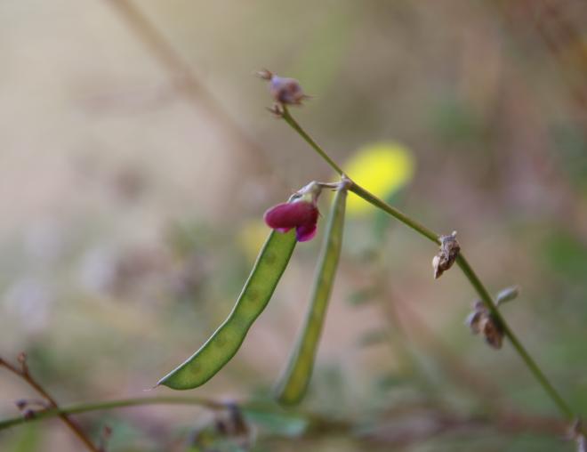 Tephrosia purpurea subsp. apollinea fruit