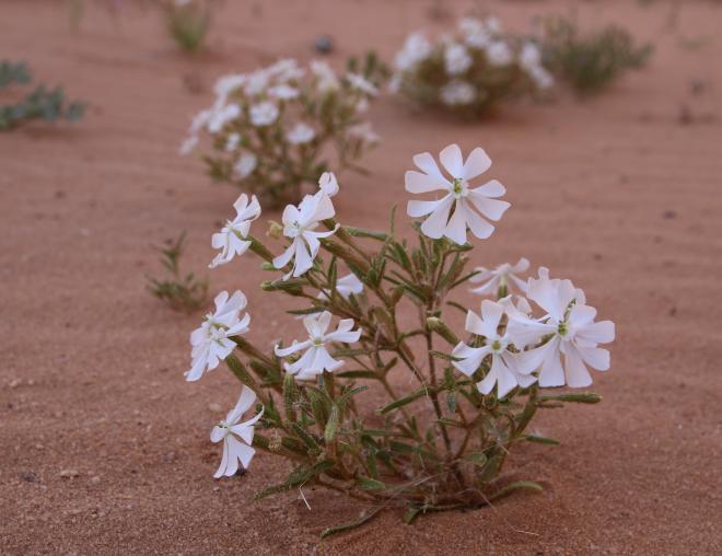 Whole plant
